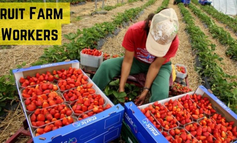 Fruit Farm Workers Needed in Canada
