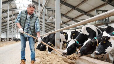 Dairy Herdsperson Vacancy Required in Canada