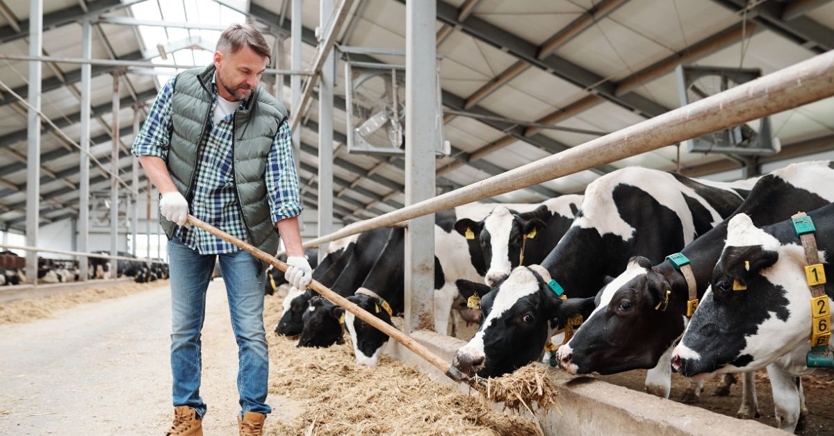 Dairy Herdsperson Vacancy Required in Canada