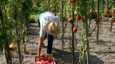 Fruit Farmworker Vacancies in Canada