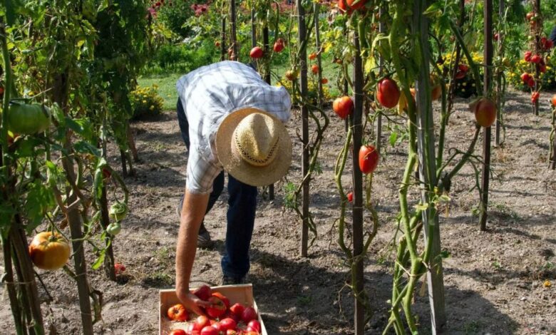 Fruit Farmworker Vacancies in Canada