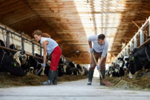 Dairy Farm Jobs in Italy