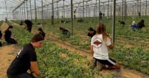 Farm Jobs in Italy