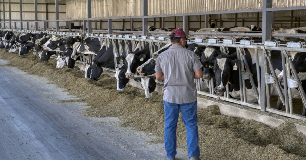 Dairy Farm Worker Jobs in Canada